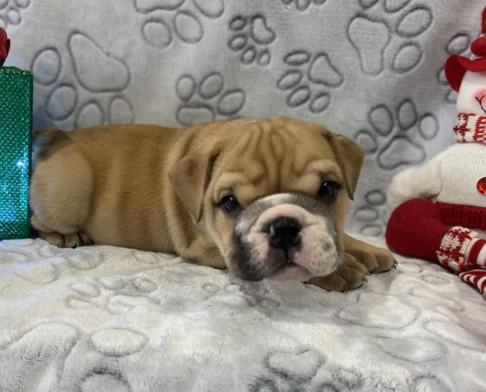English Bulldog Puppies For Sale Royal Puppy Kennel